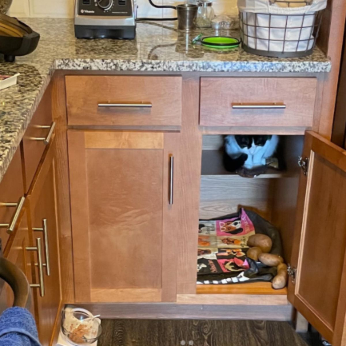 black and white cat hid in the kitchen