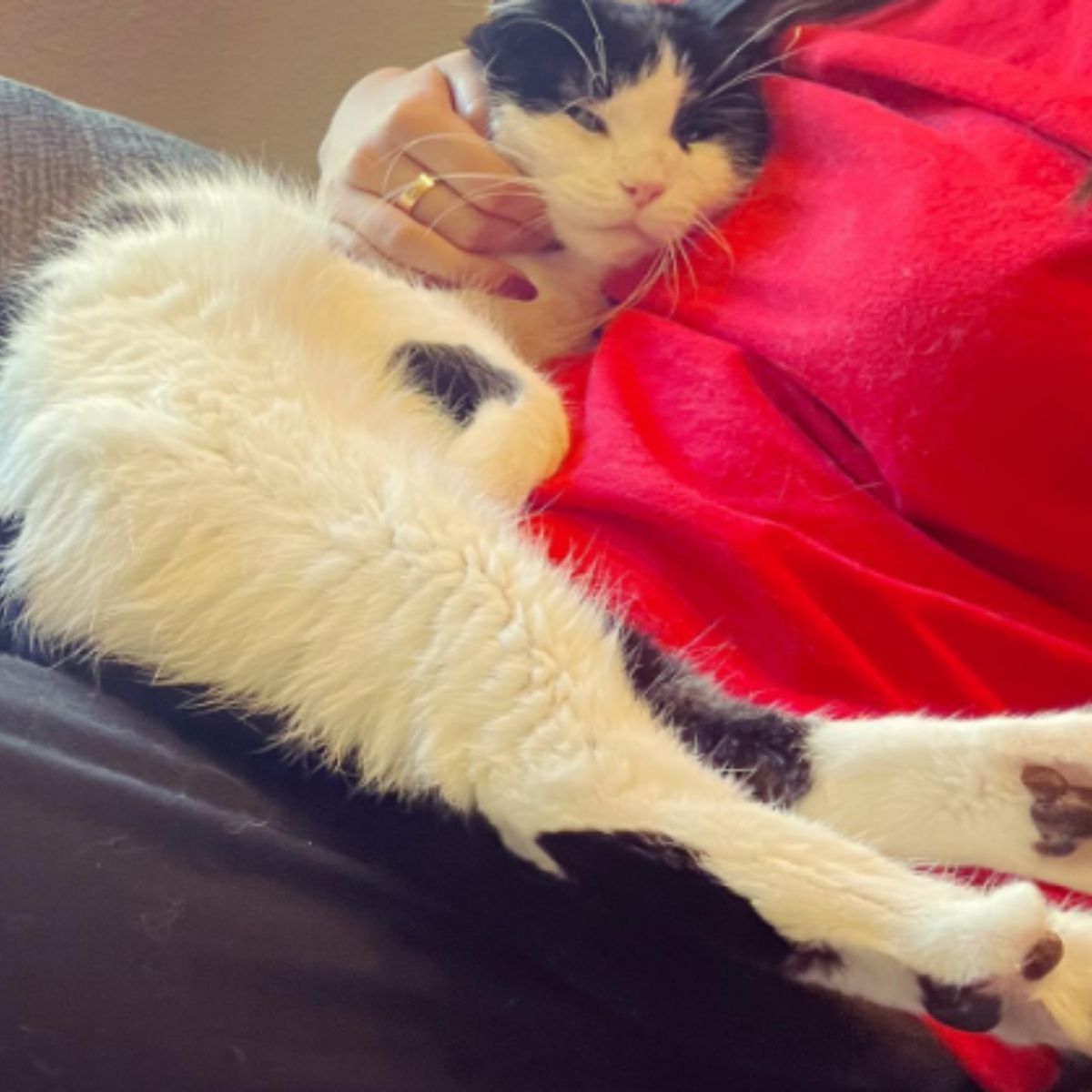 black and white cat in a woman's arms
