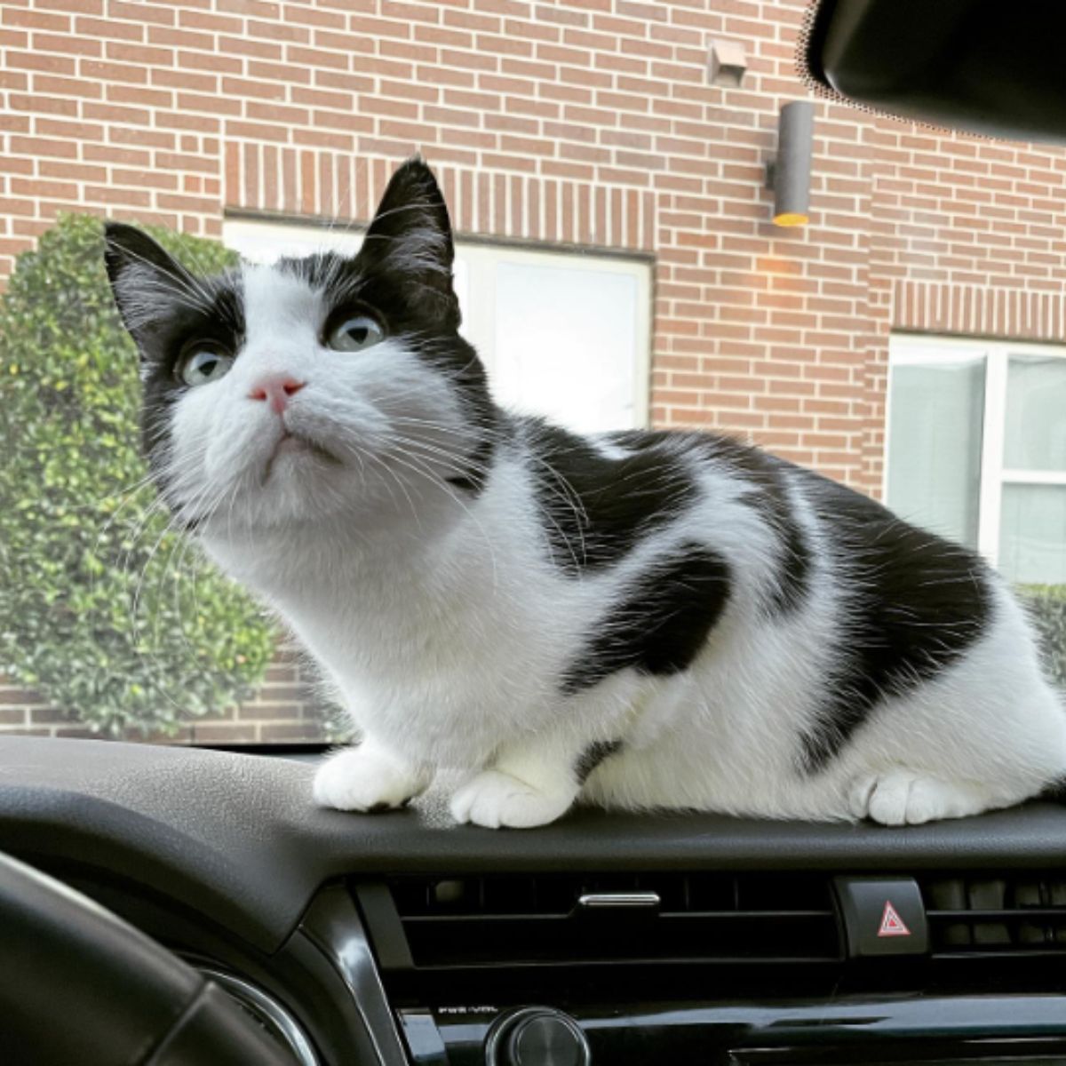 black and white cat in the car