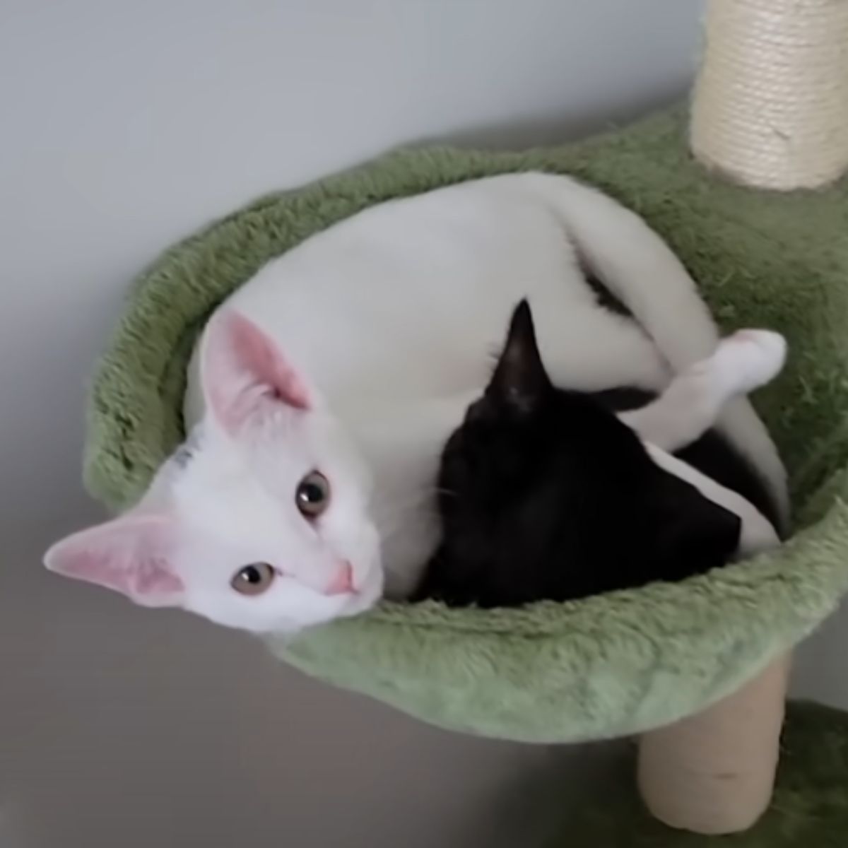 black and white cat is cuddling together