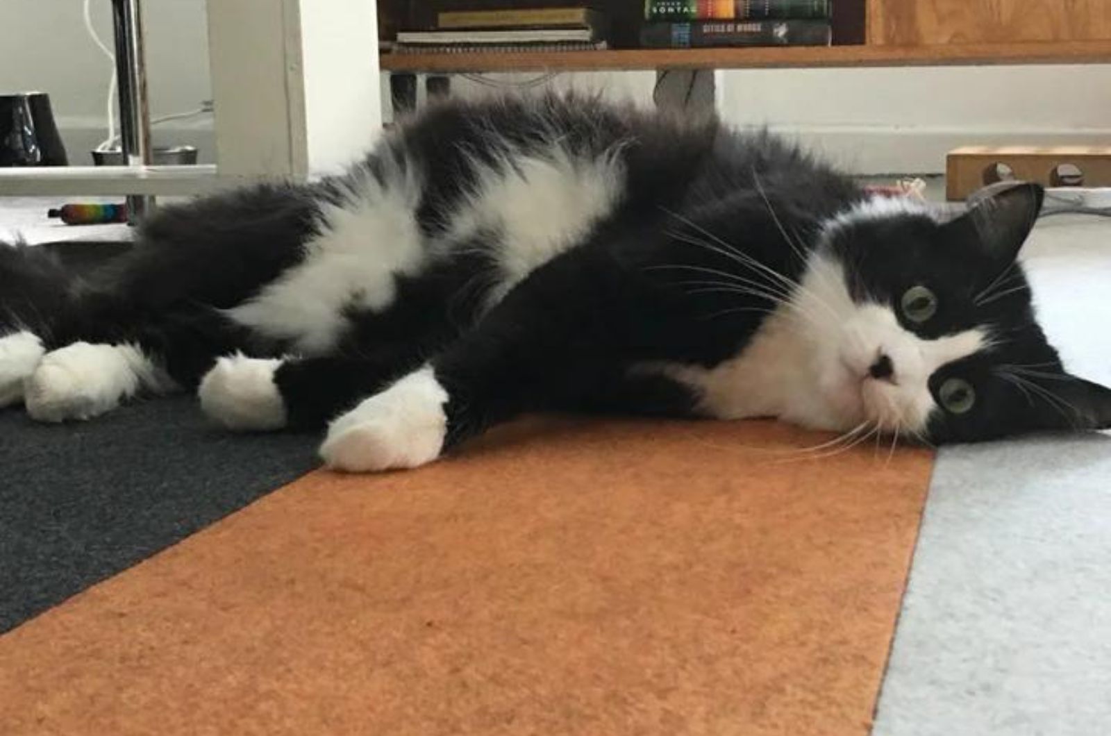 black and white cat lying on the floor
