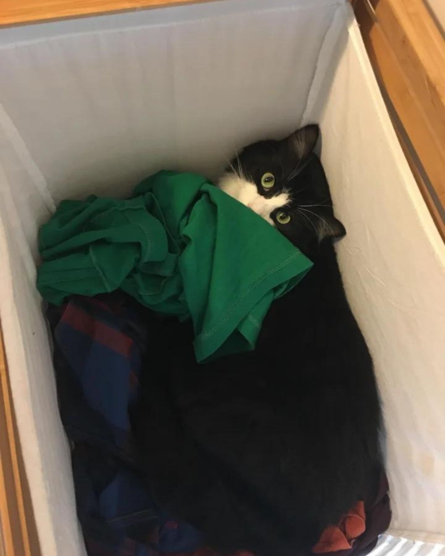 black and white cat peeks out of the box