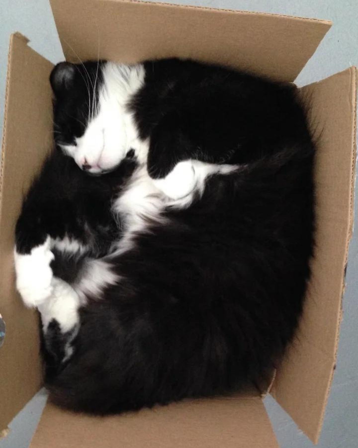 black and white cat sleeps peacefully in a box