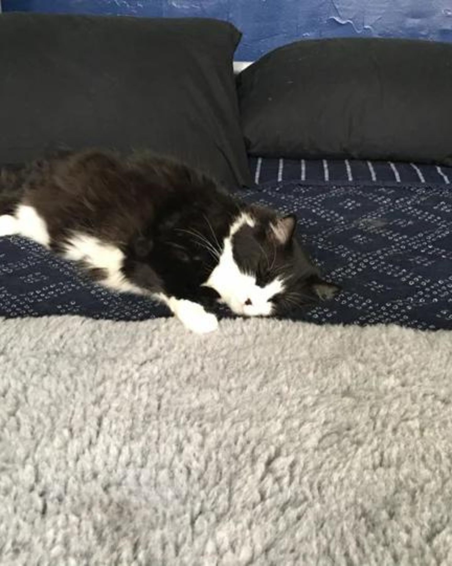 black and white cat sleeps peacefully