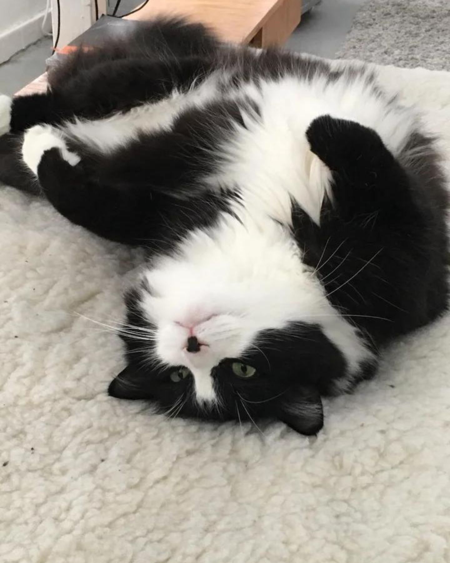 black and white cat threw back its head happily