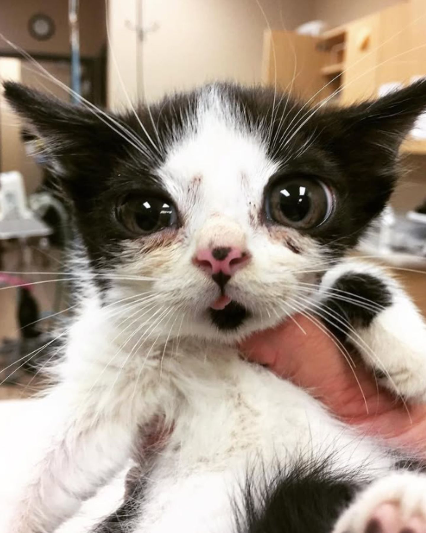 black and white kitten