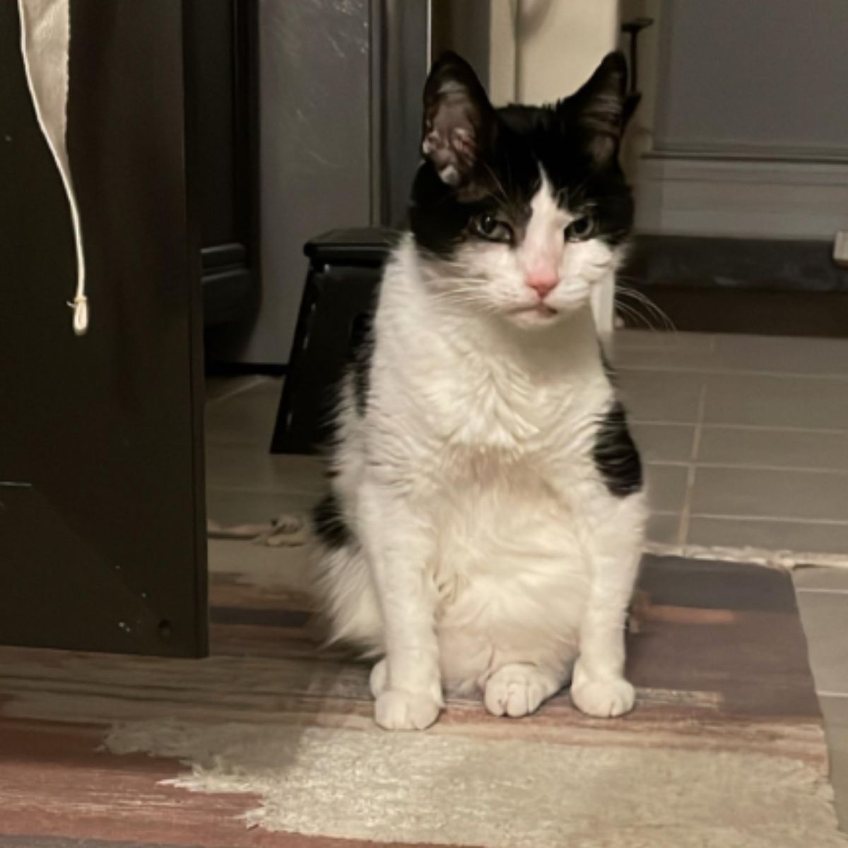black and white senior cat