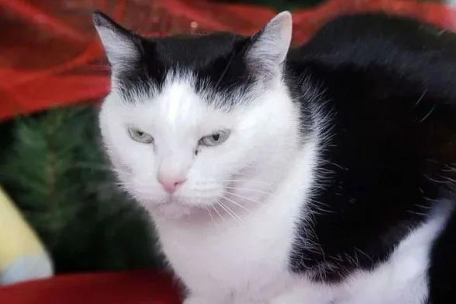 black and white shelter cat