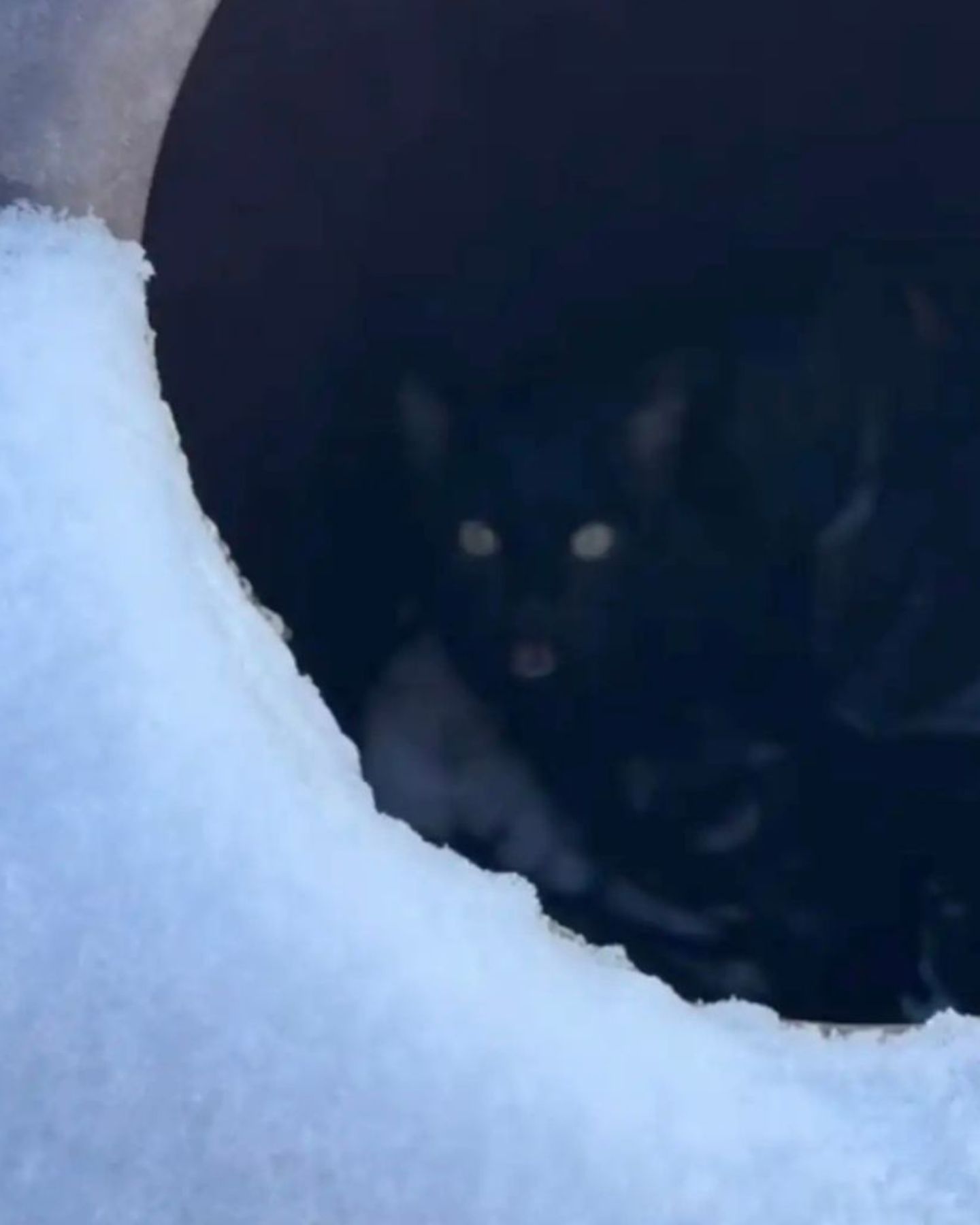 black cat