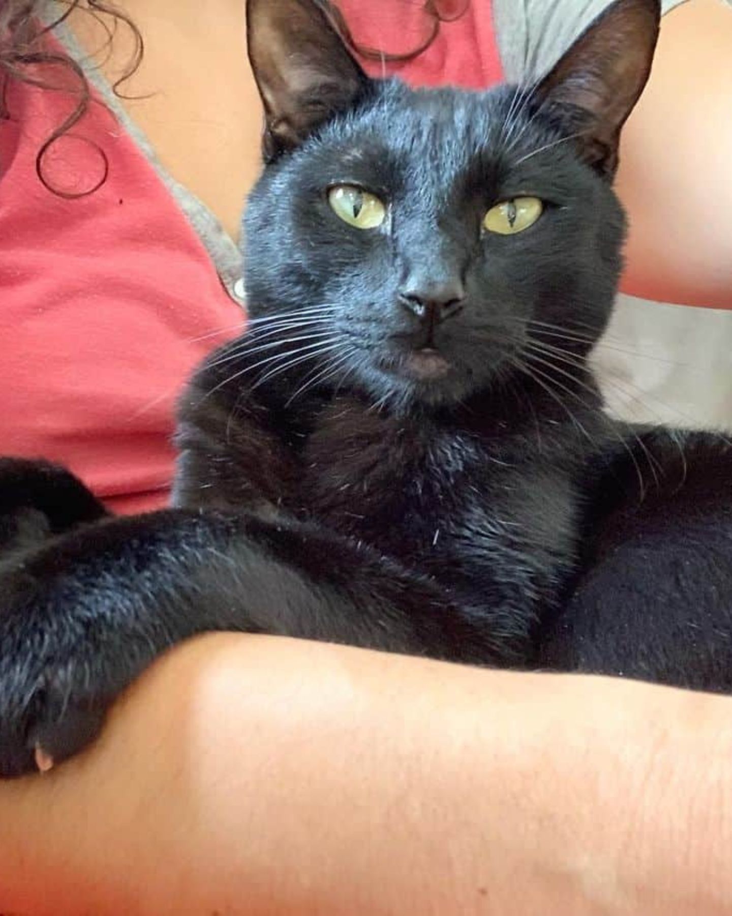 black cat