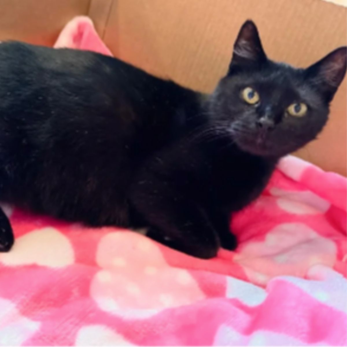 black cat