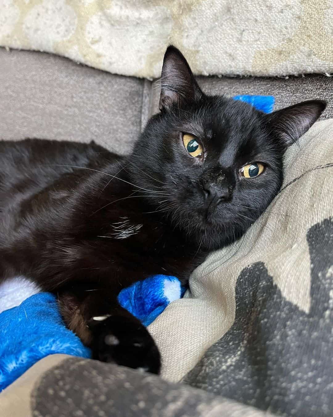 black cat