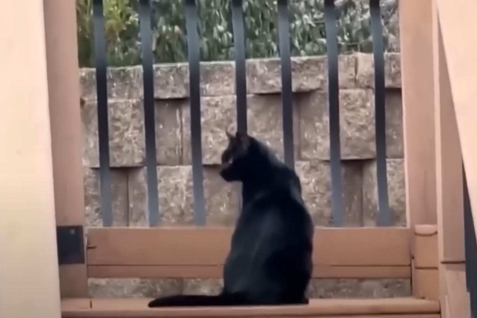 black cat