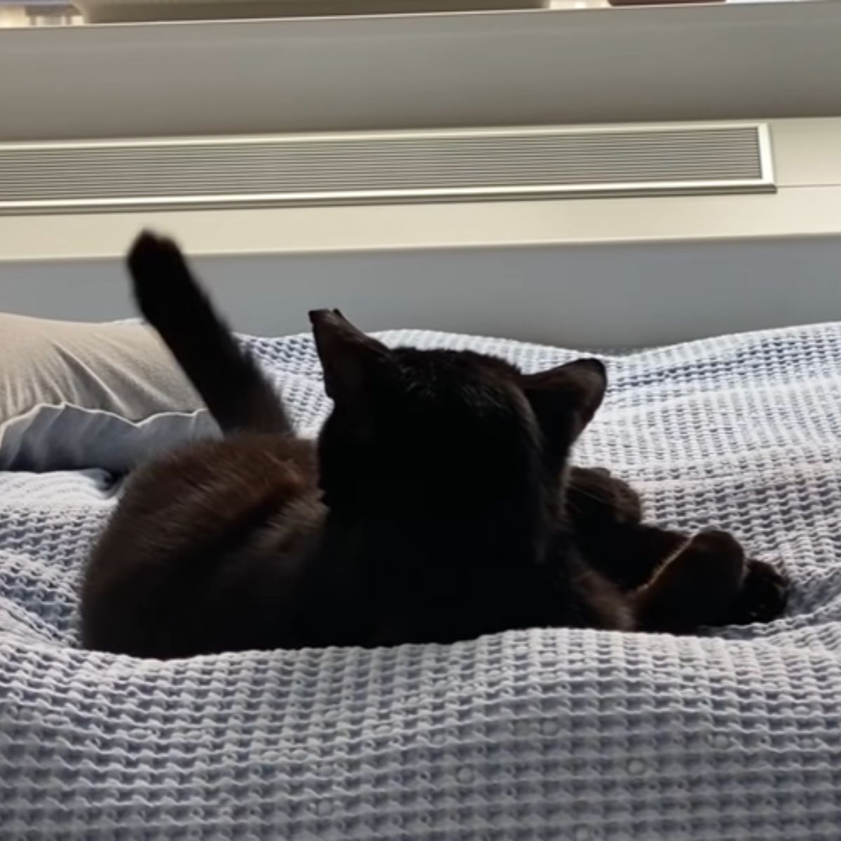 black cat cleans itself on the sheets