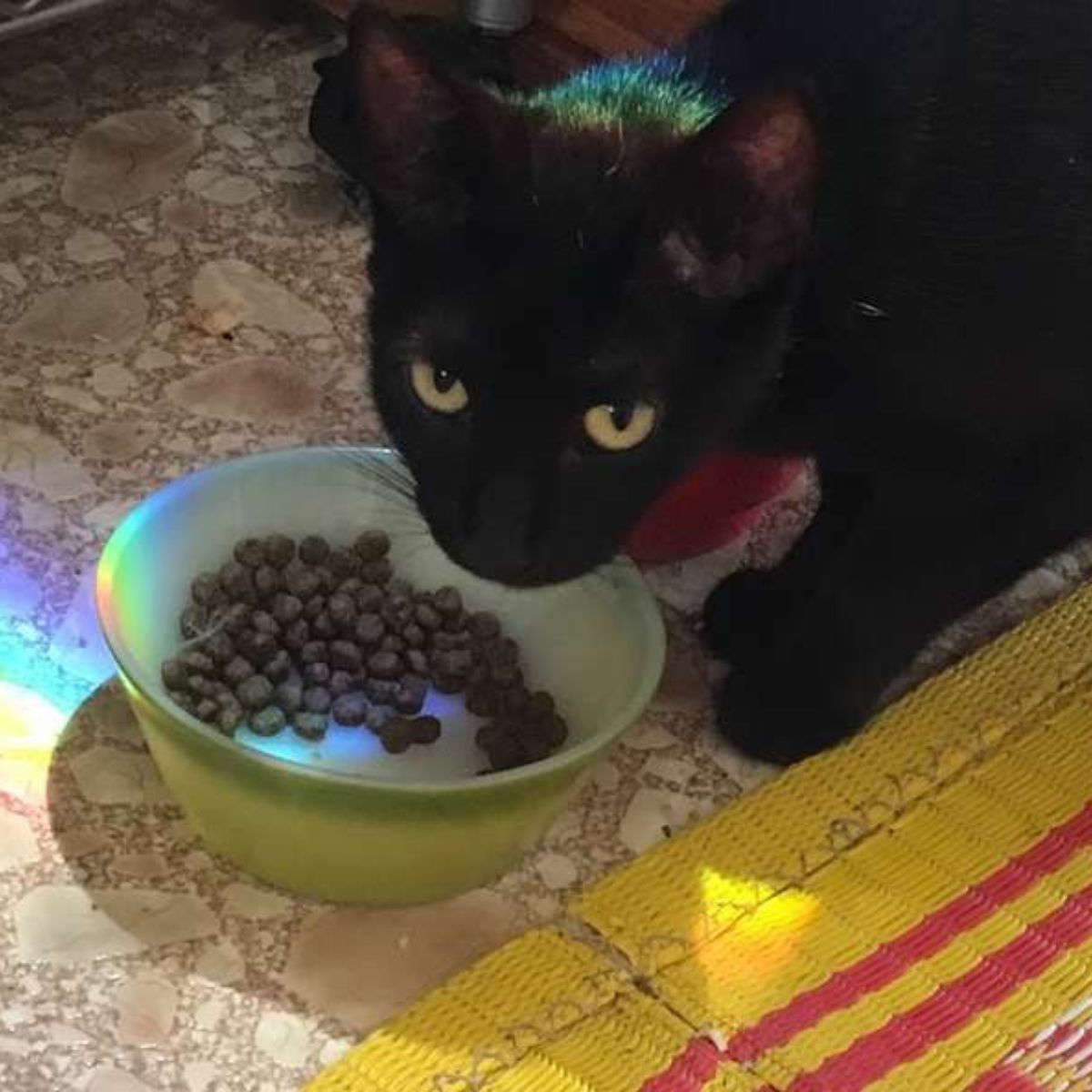 black cat eating