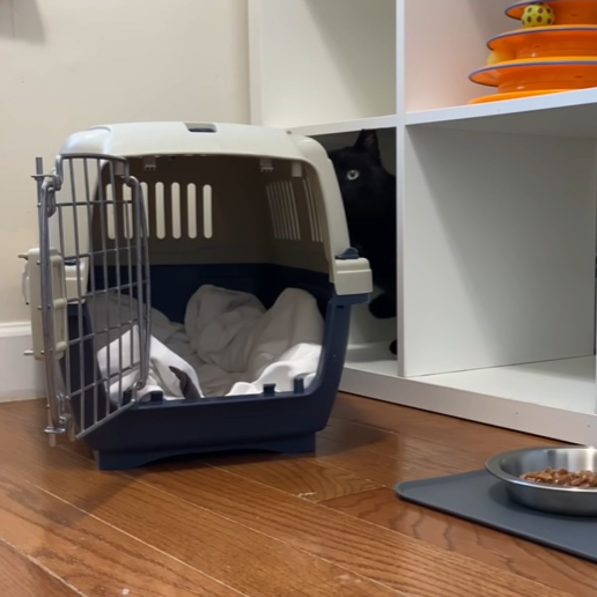 black cat got out of the transporter