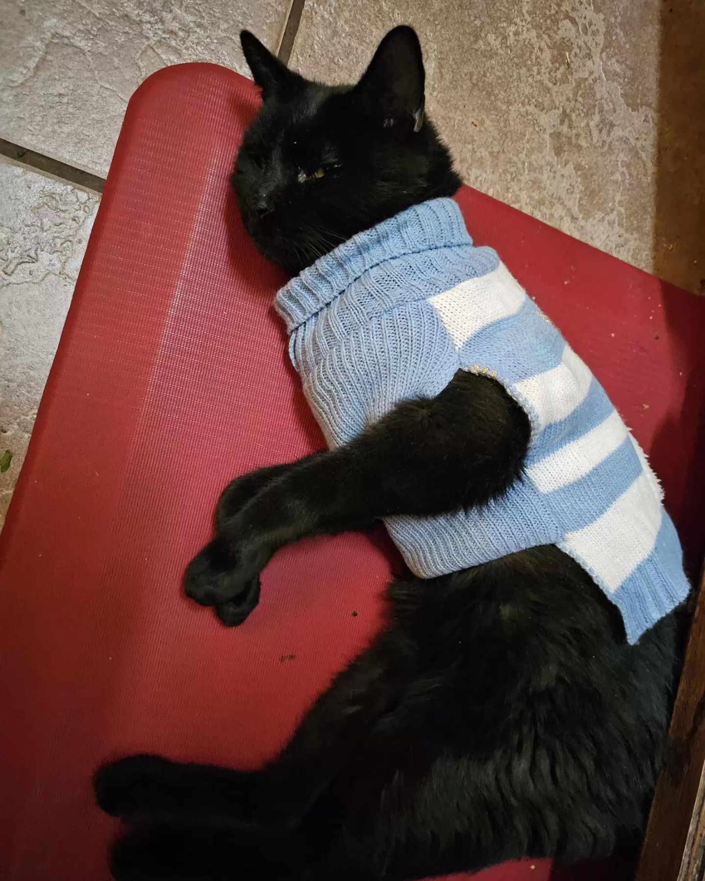 black cat in a blue sweater