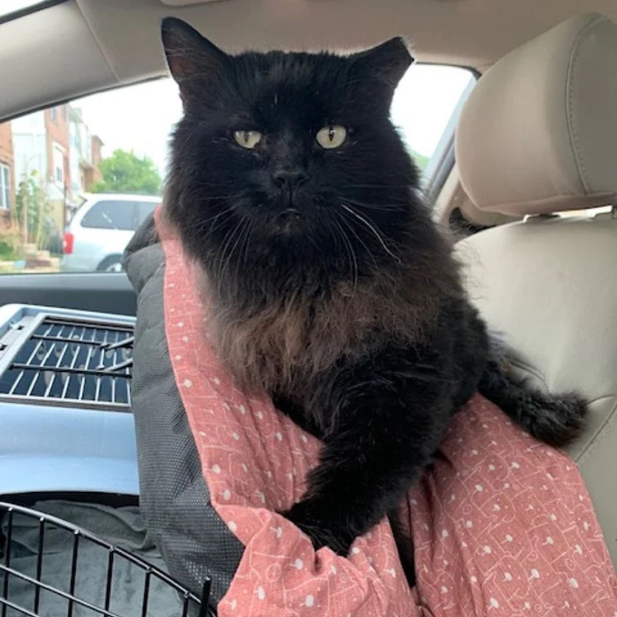 black cat in the car