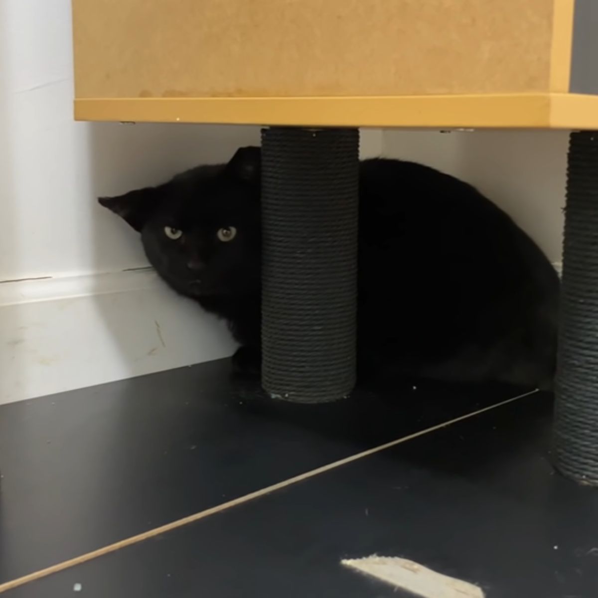 black cat is hiding