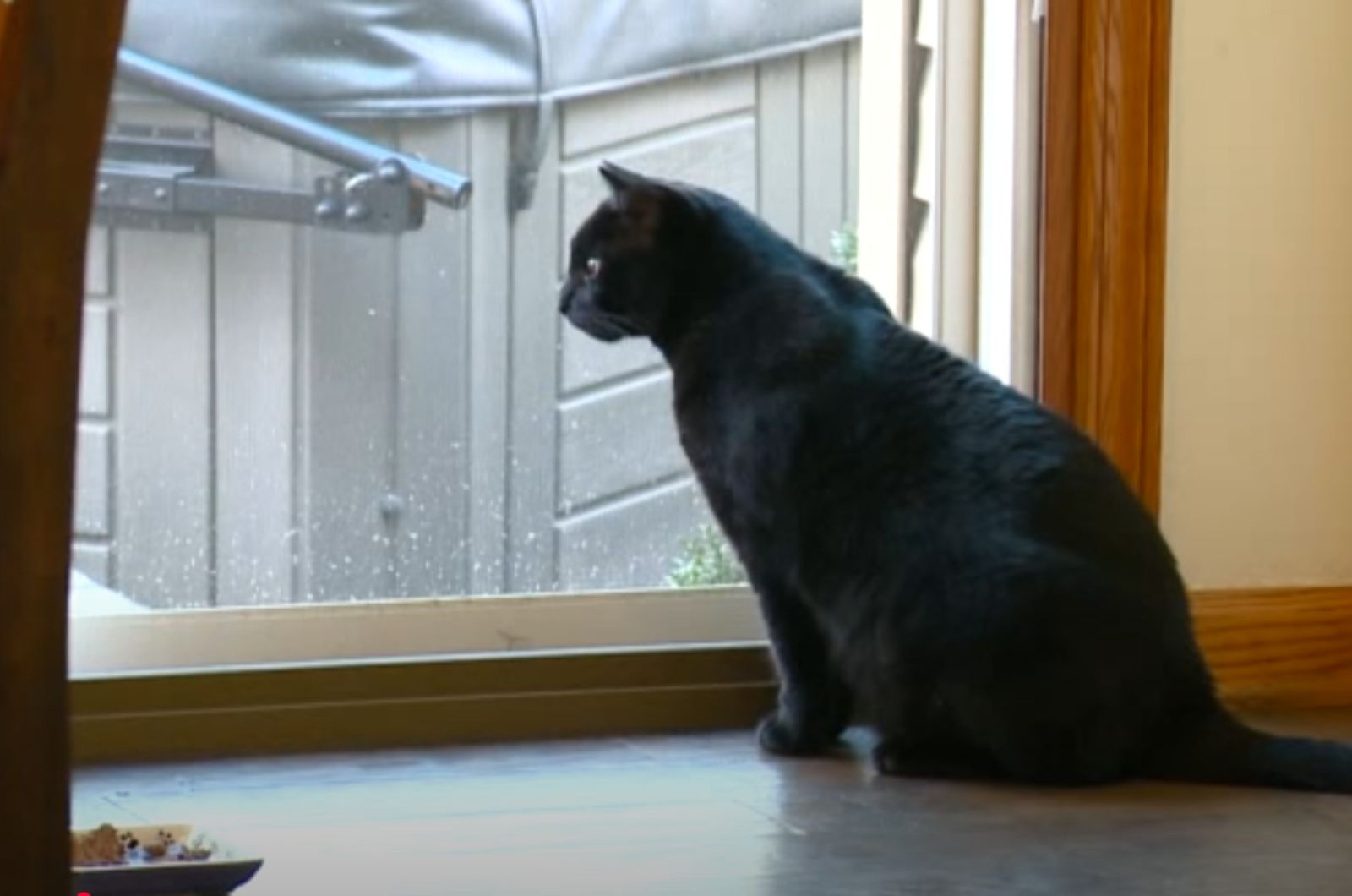 black cat looks into the distance