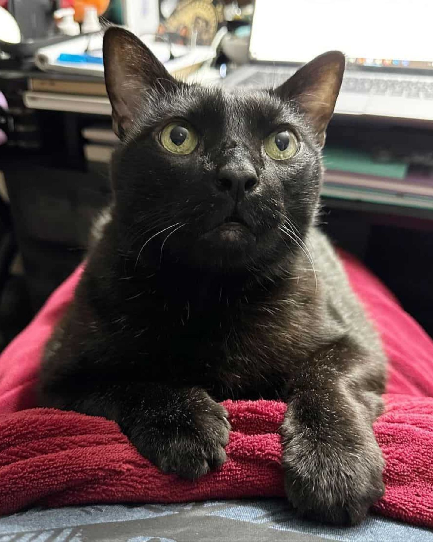 black cat lying