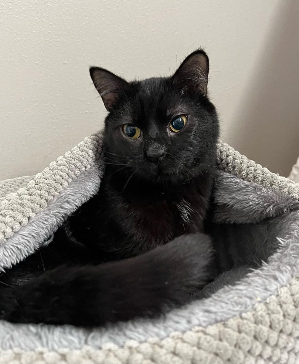 black cat lying