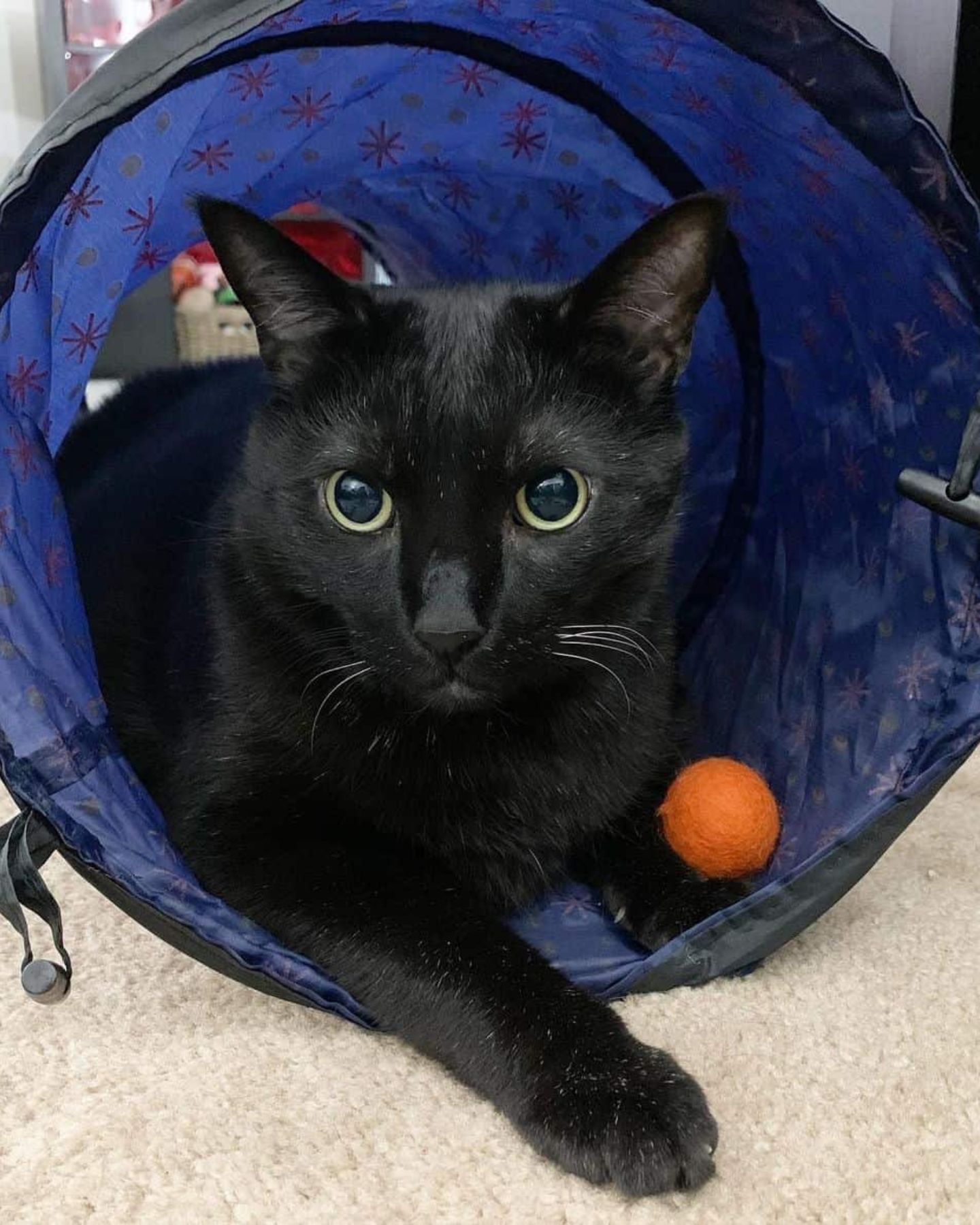 black cat lying in a tube
