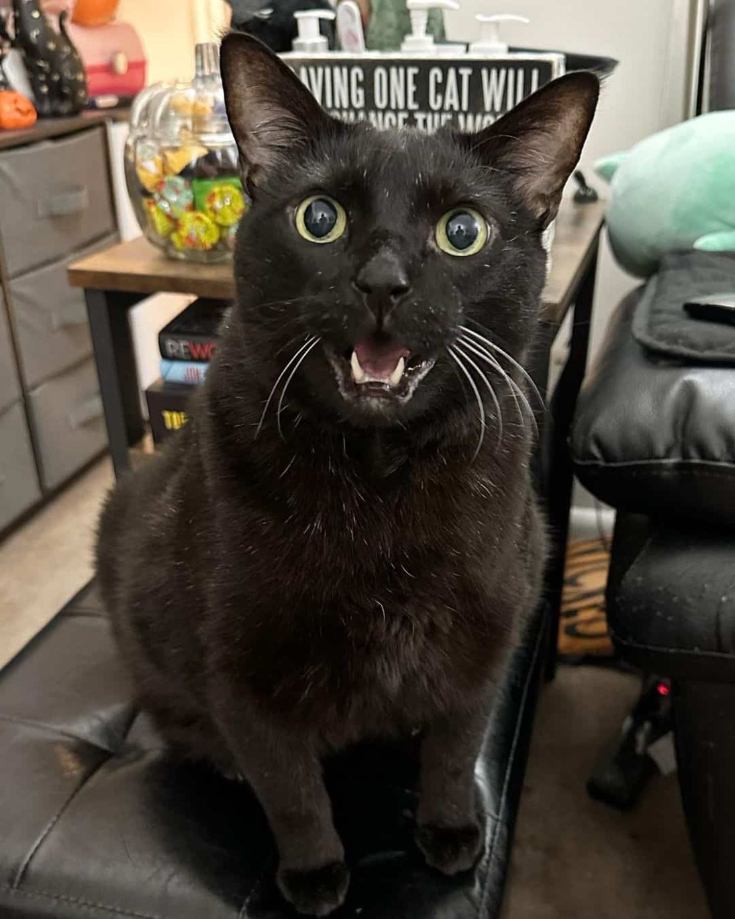 black cat meowing