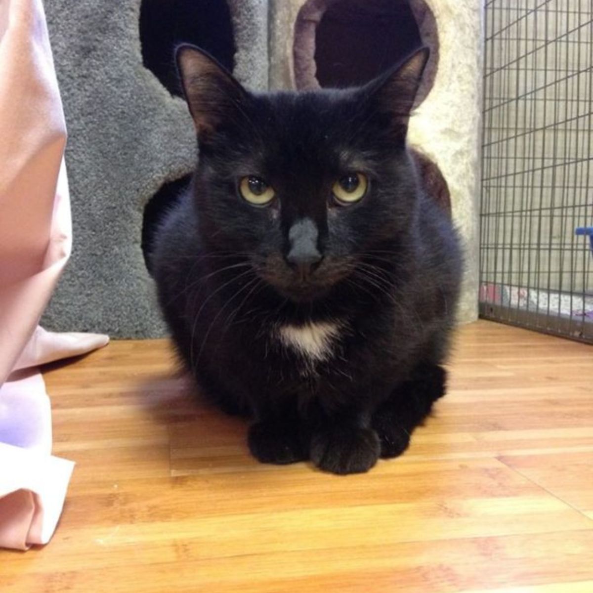black cat on the floor