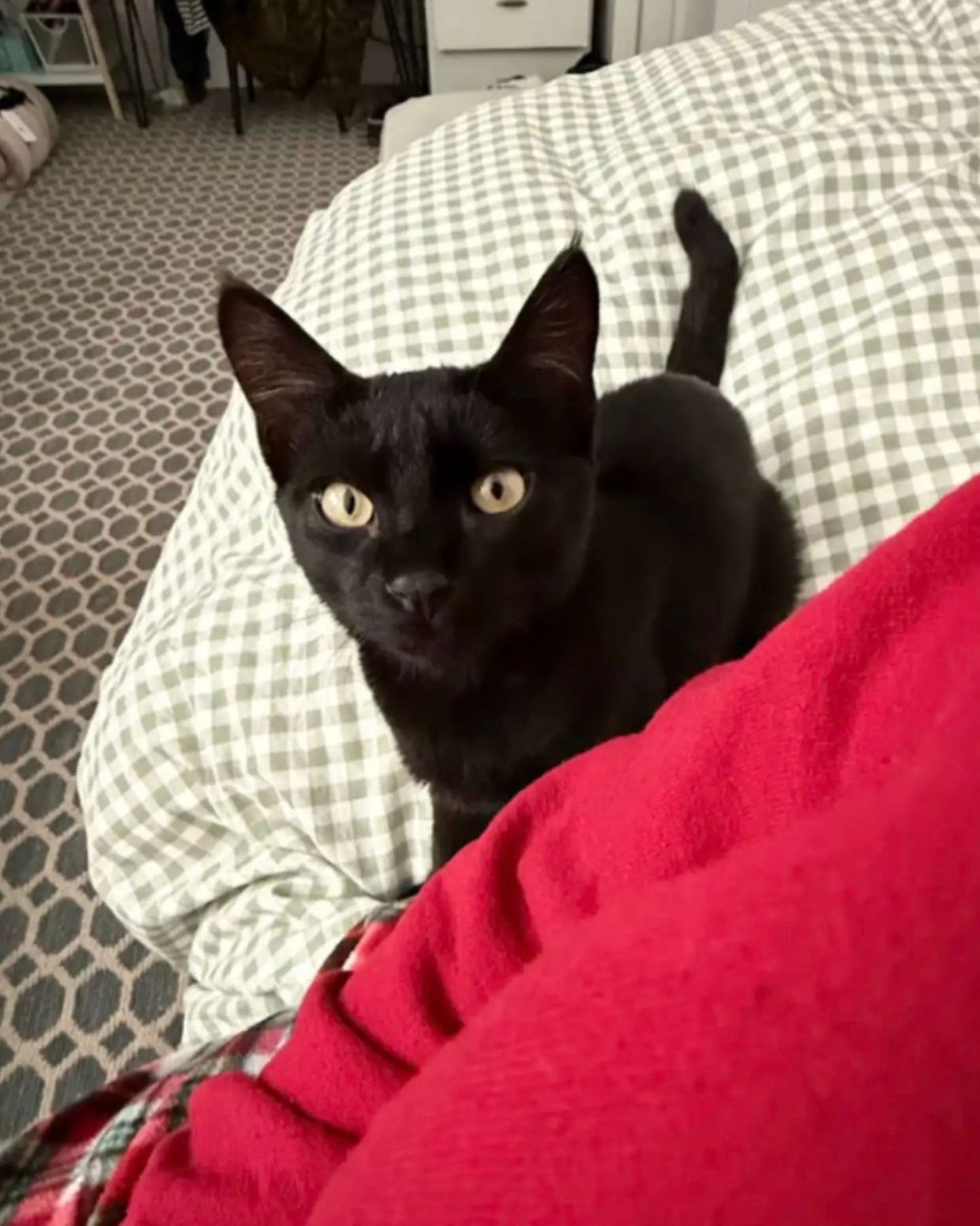 black cat sitting on bed
