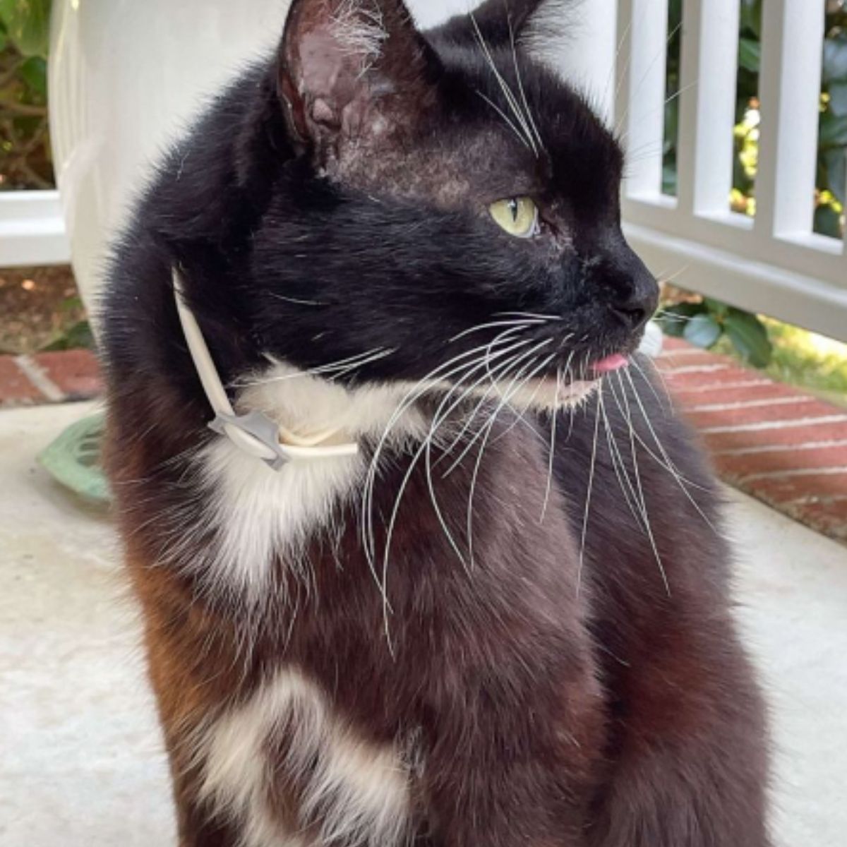 black cat that is beautiful