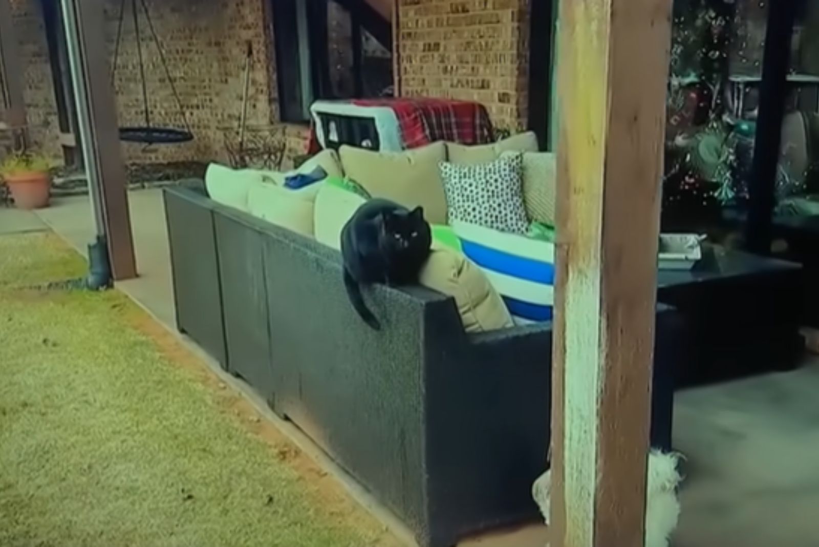 black cat that saved itself from a dog