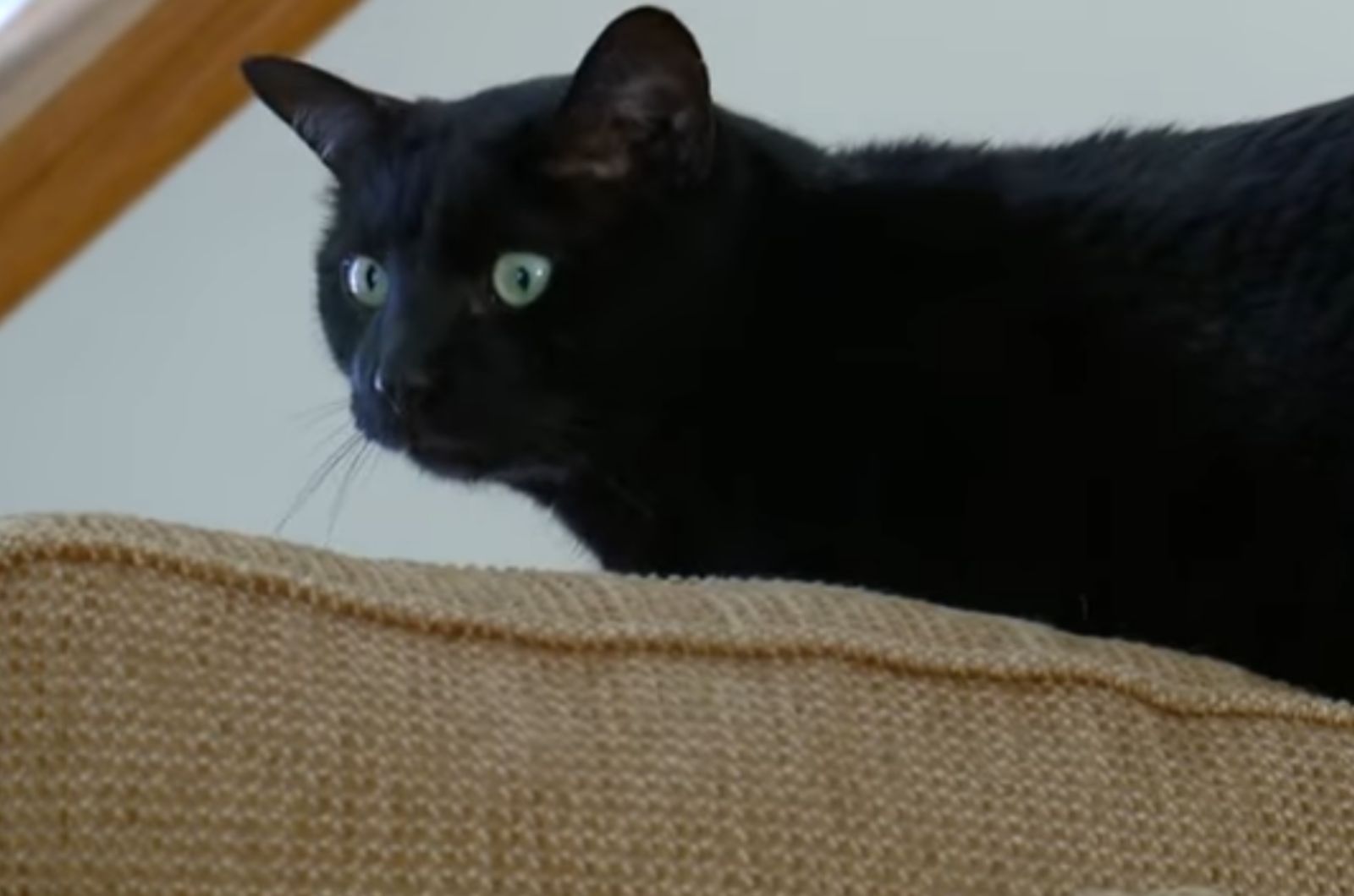 black cat with big eyes