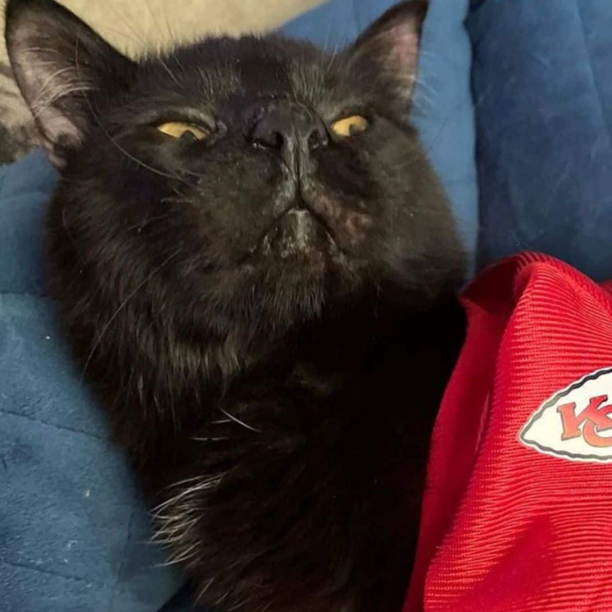 black cat with birth defect