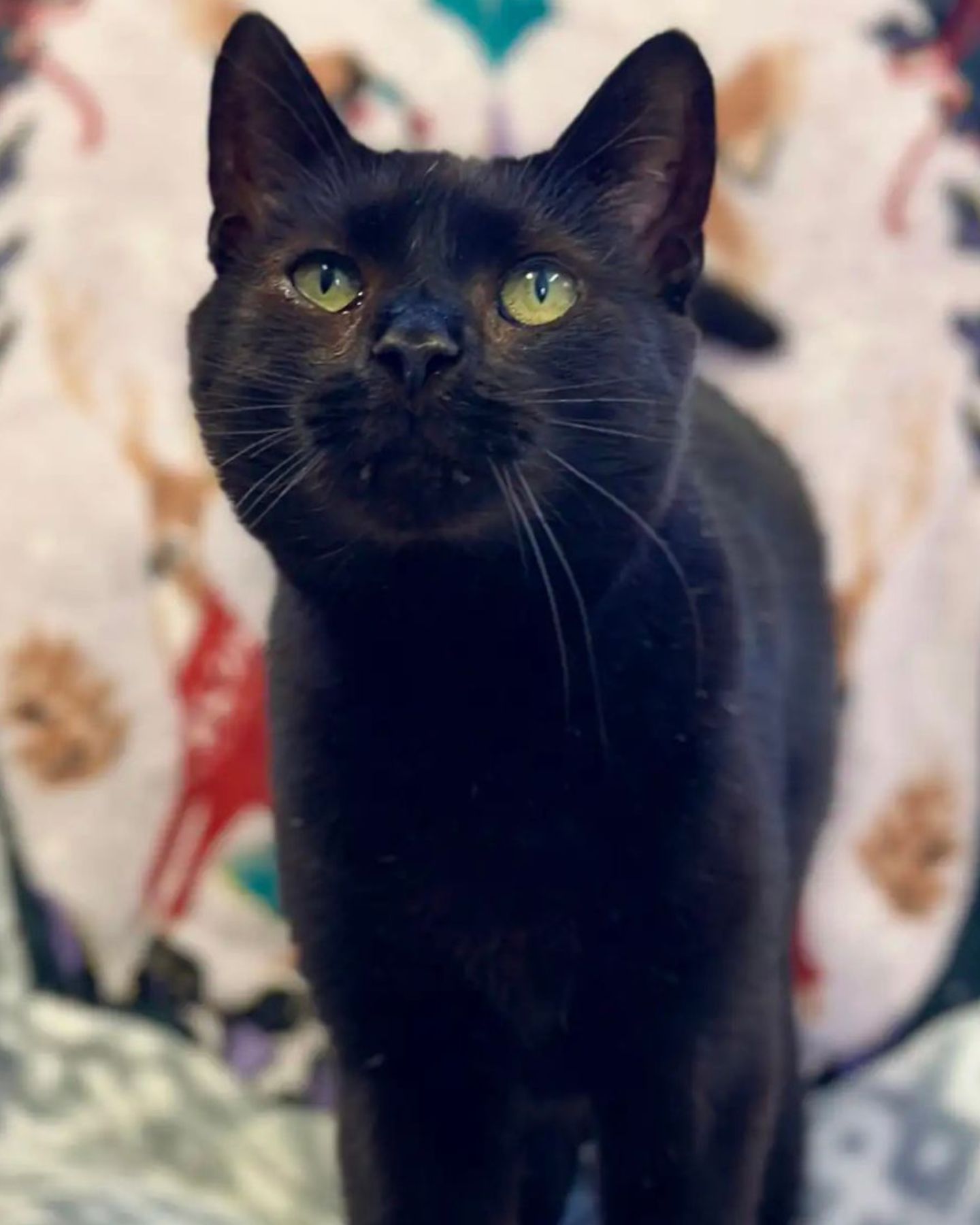 black cat
