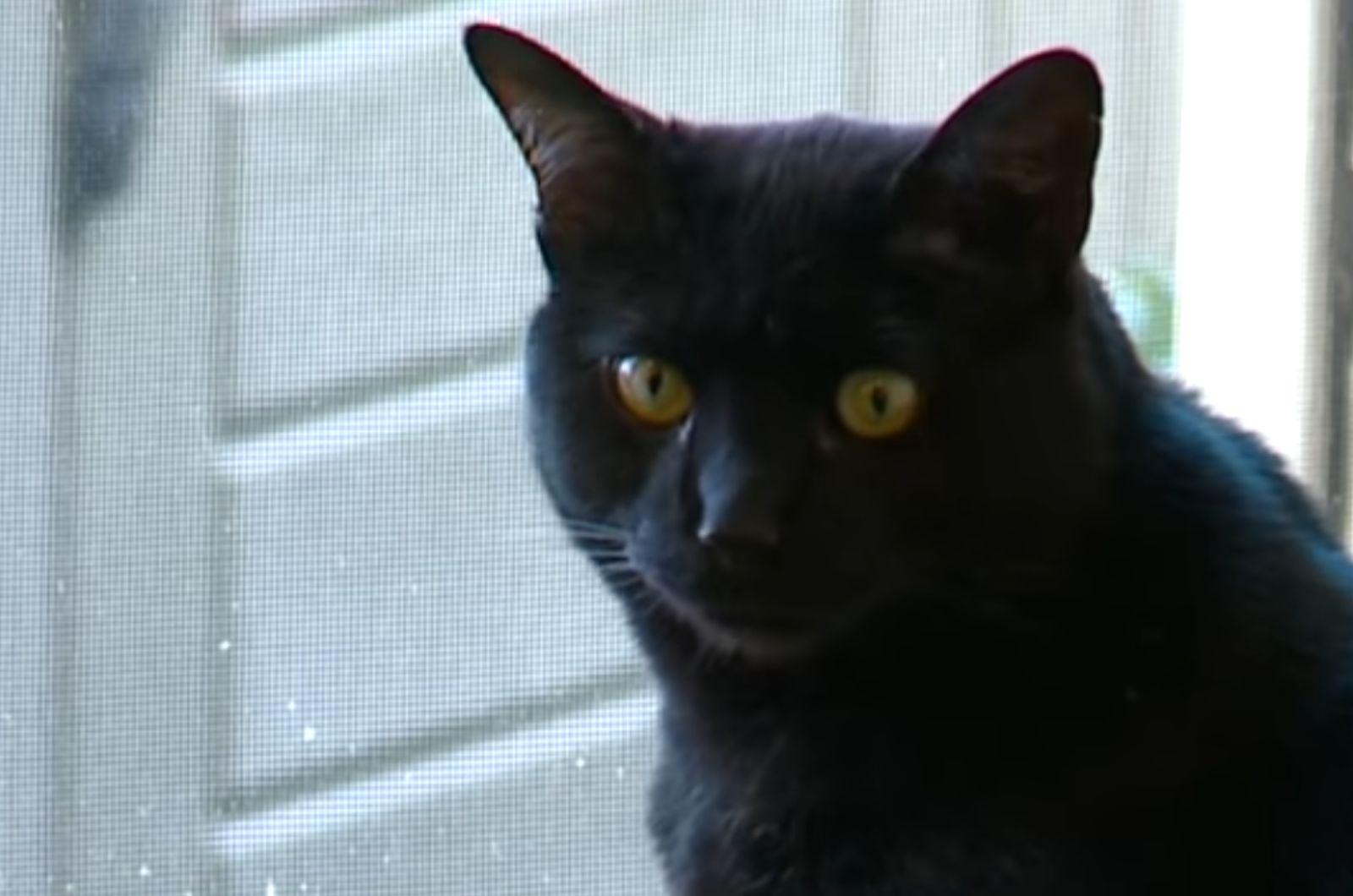black cats head