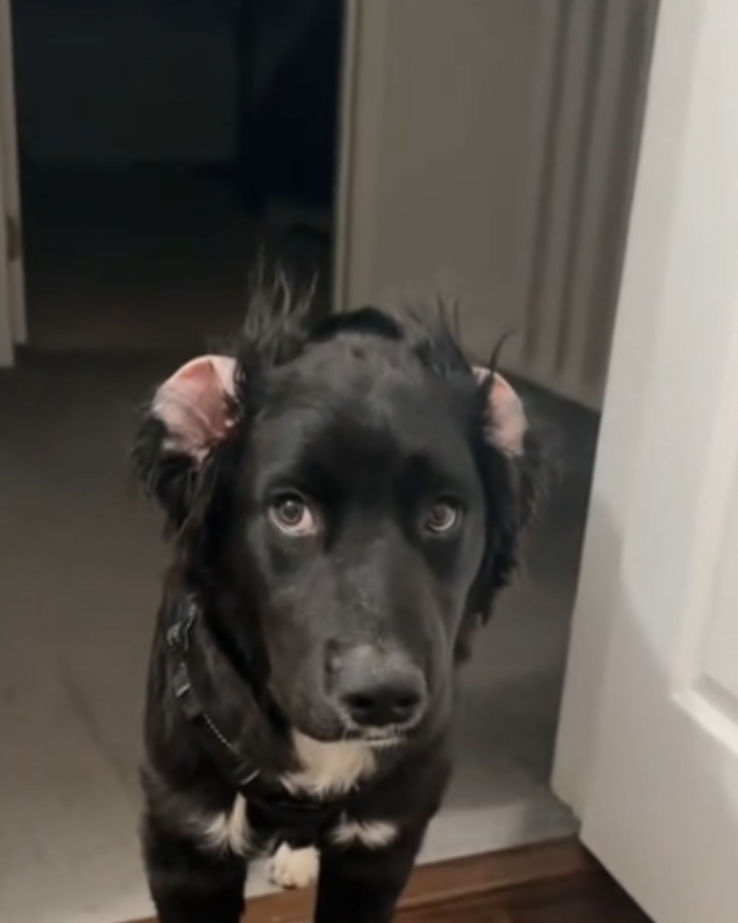 black dog