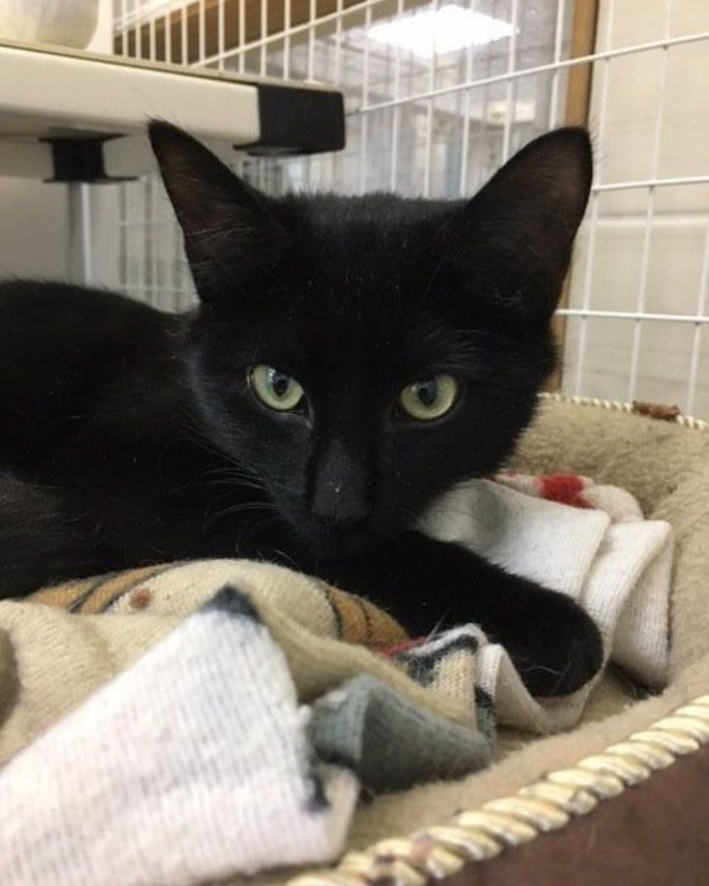 black kitten