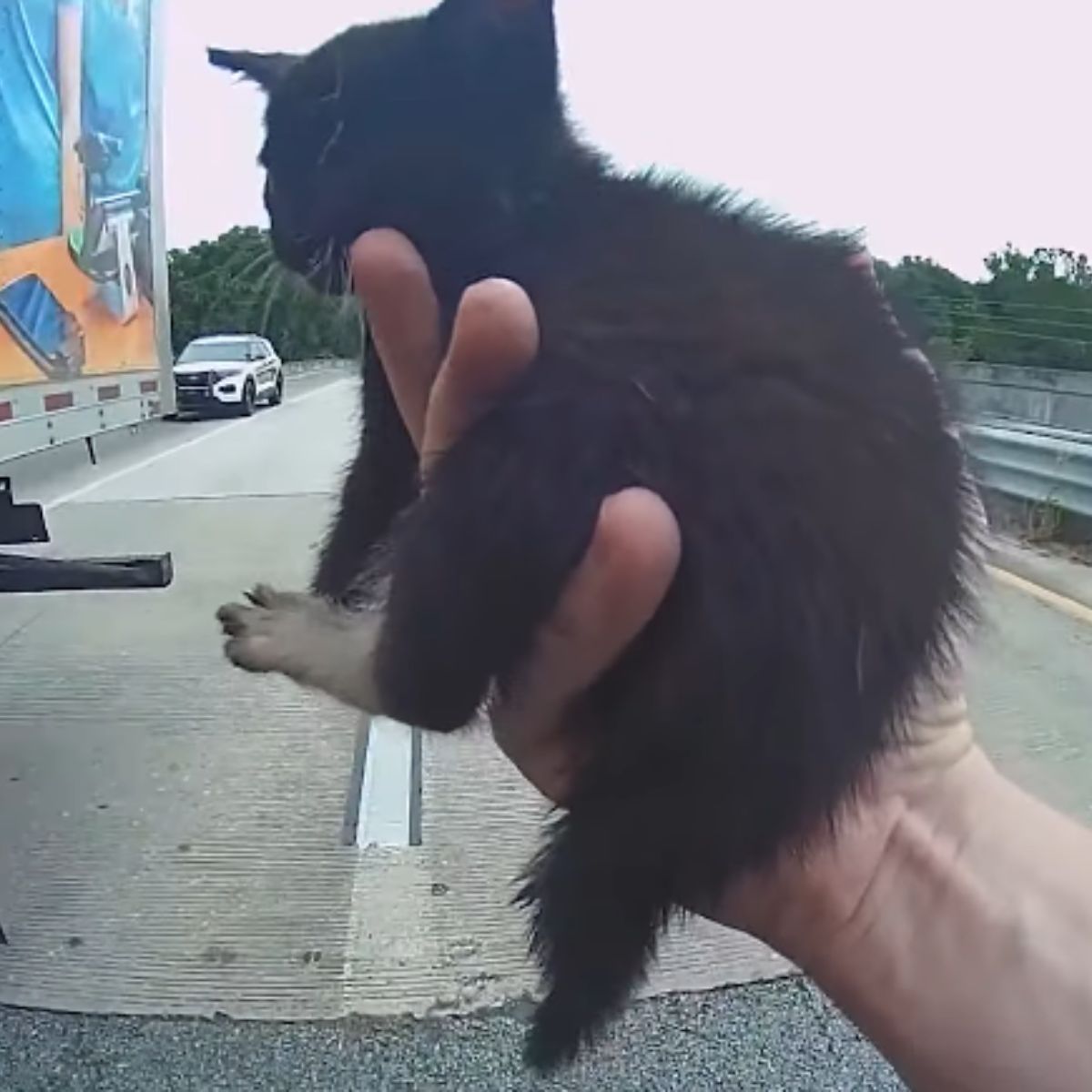 black kitten