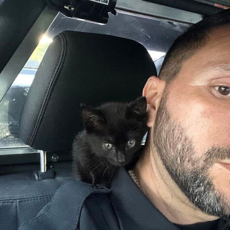 black kitten on officers shoulder