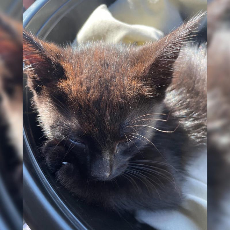 black kitten sleeping
