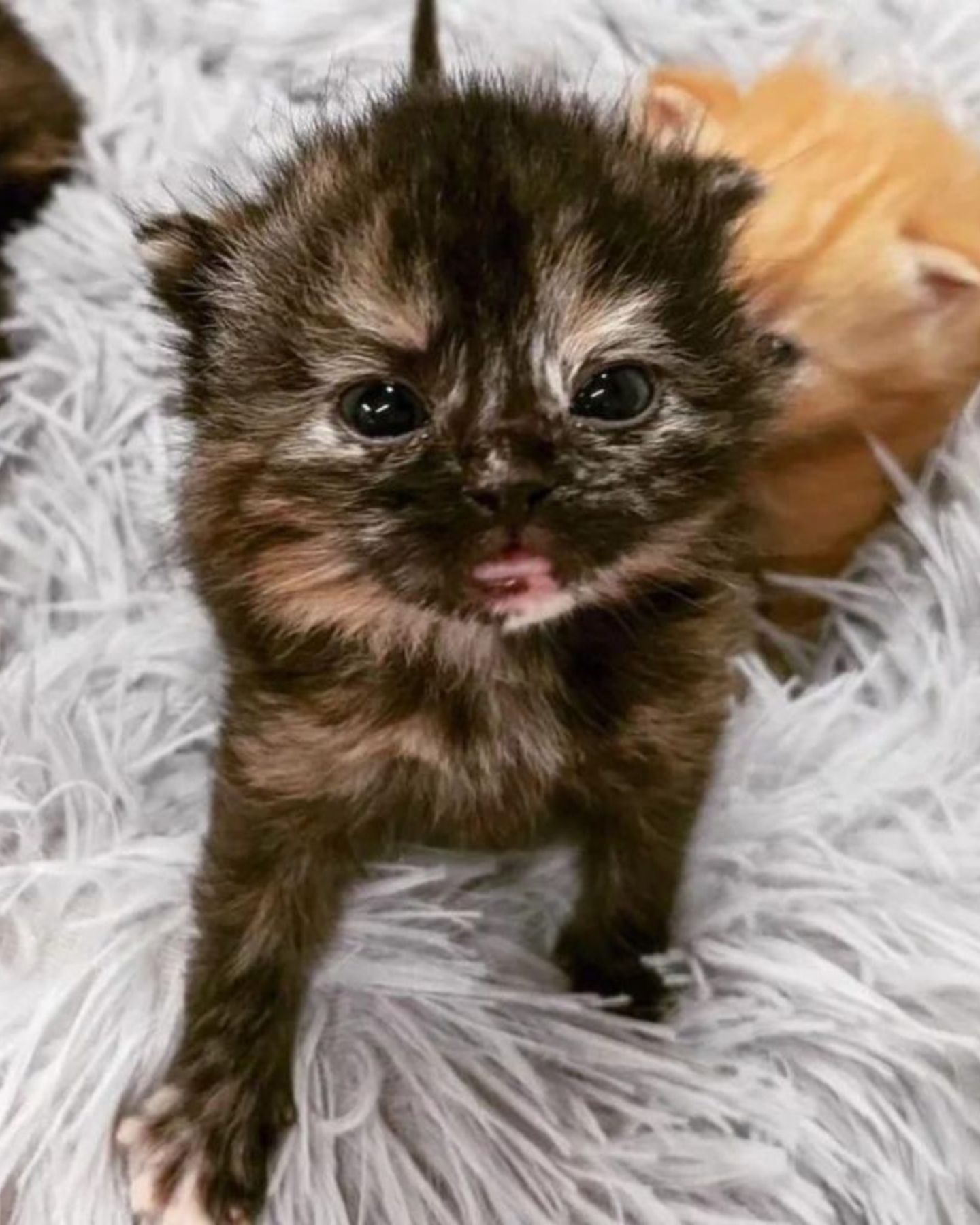 black kitten with orange fur