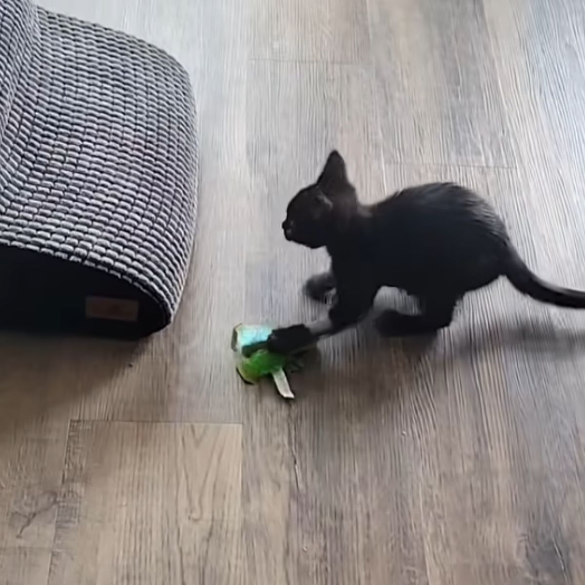 black kitten with toy