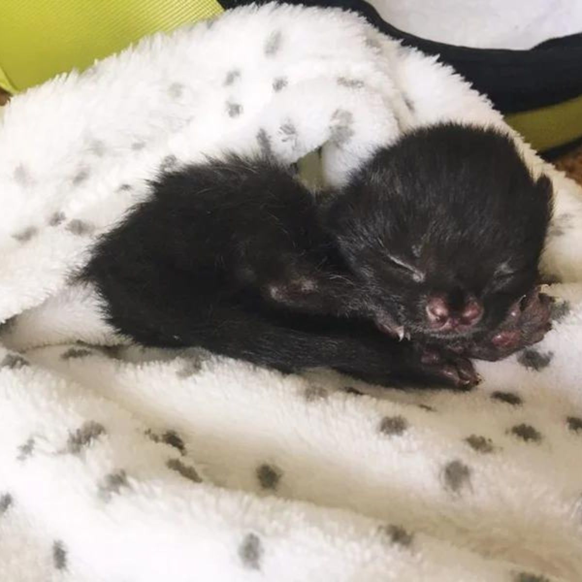 black kitten with two muzzles is sleeping
