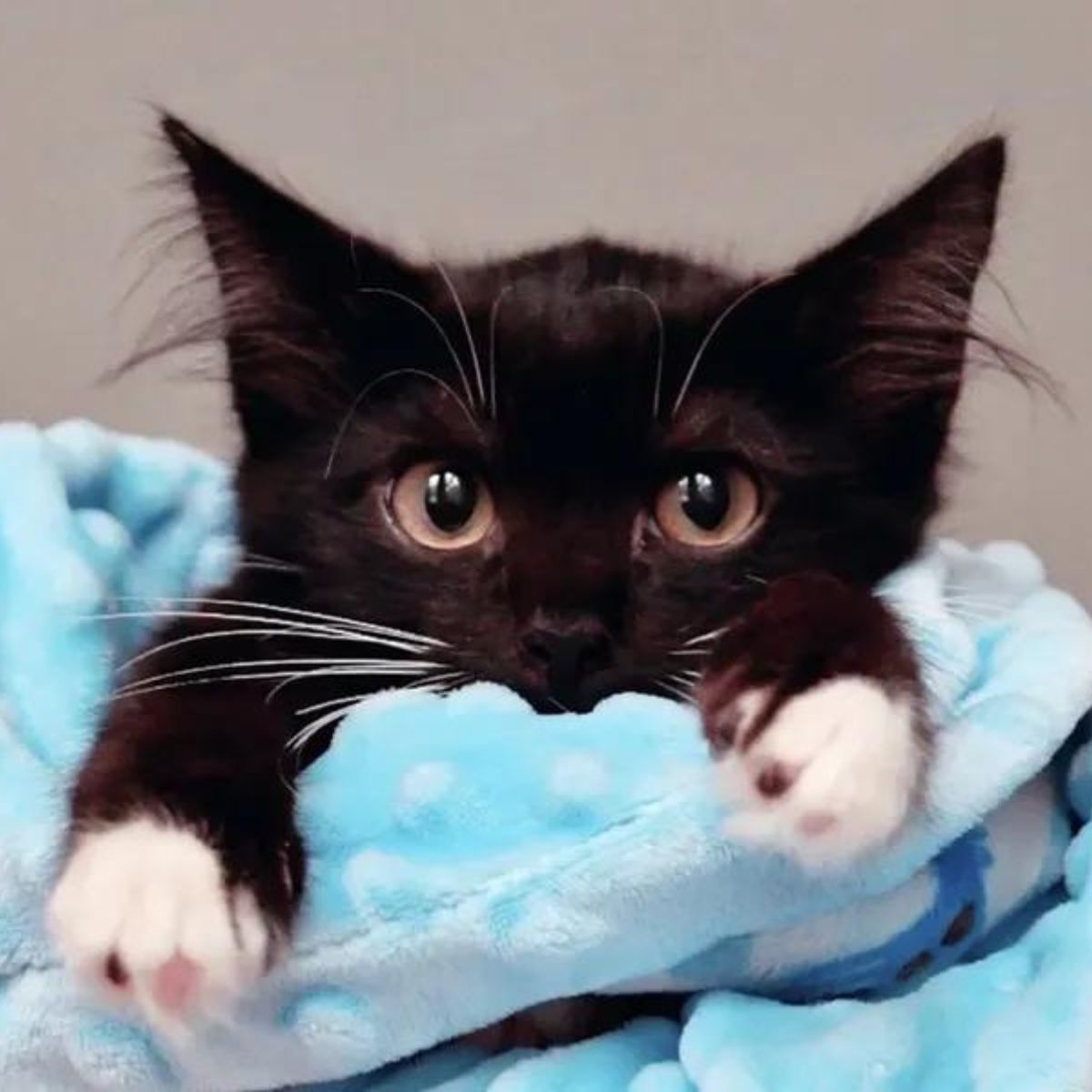 black kitten with white paws