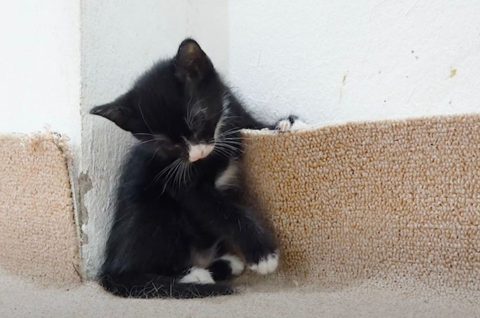 black kitten