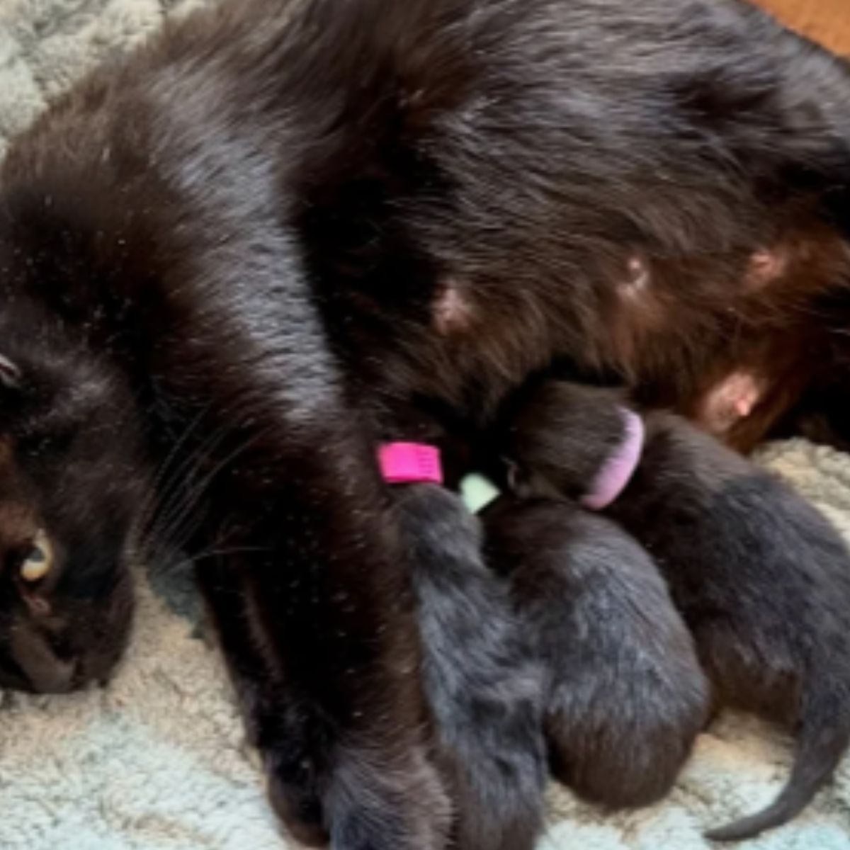 black kittens nursing