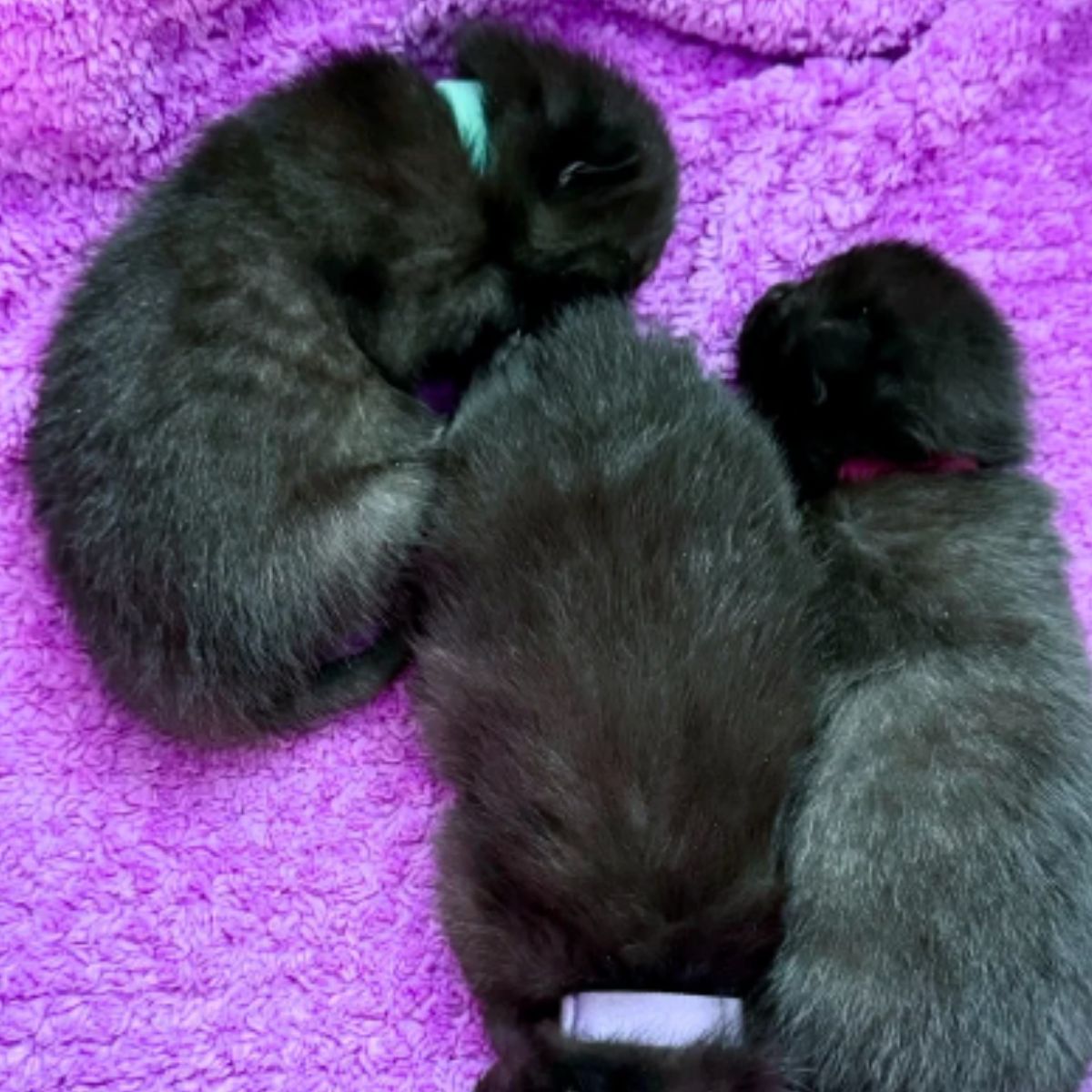 black kittens