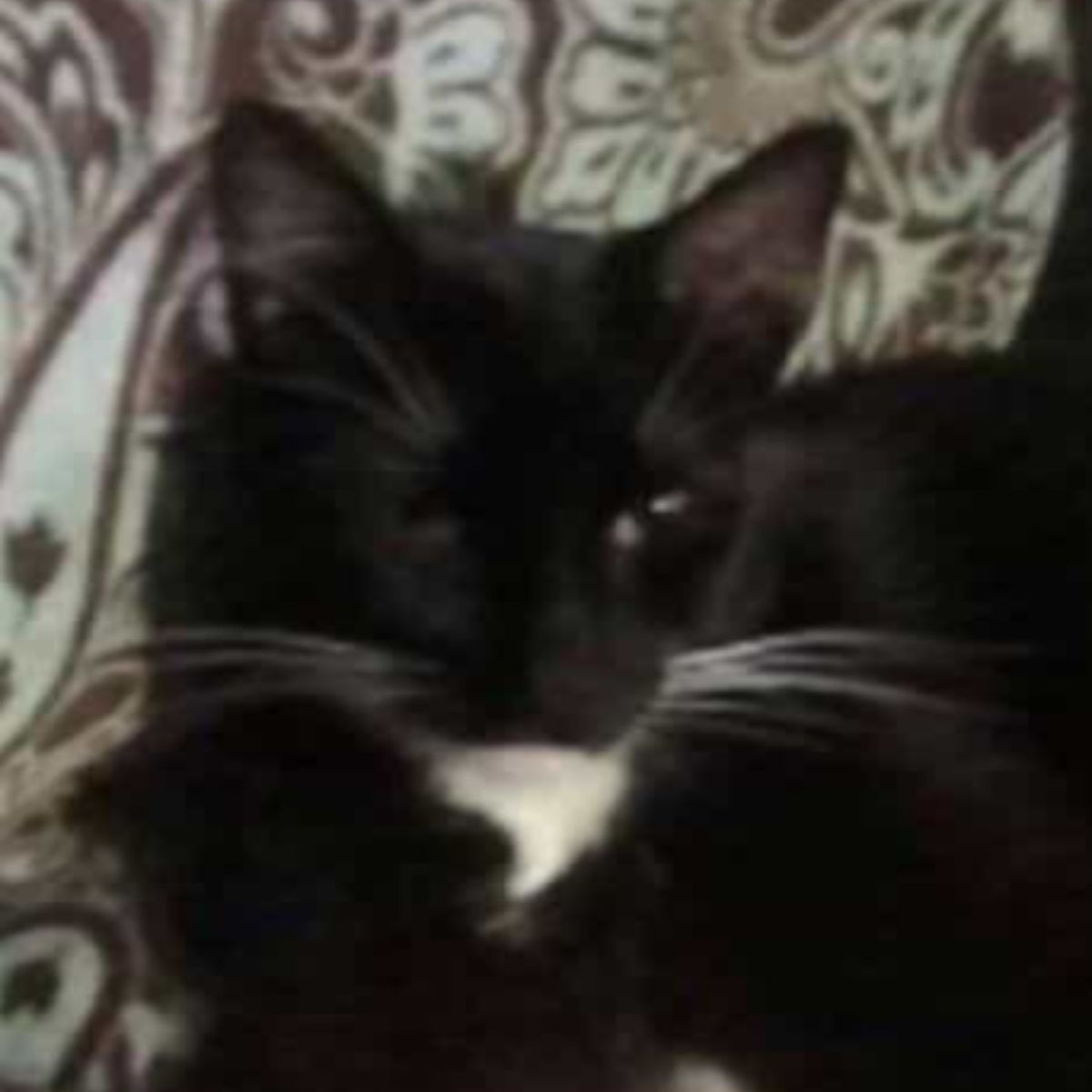 black senior cat