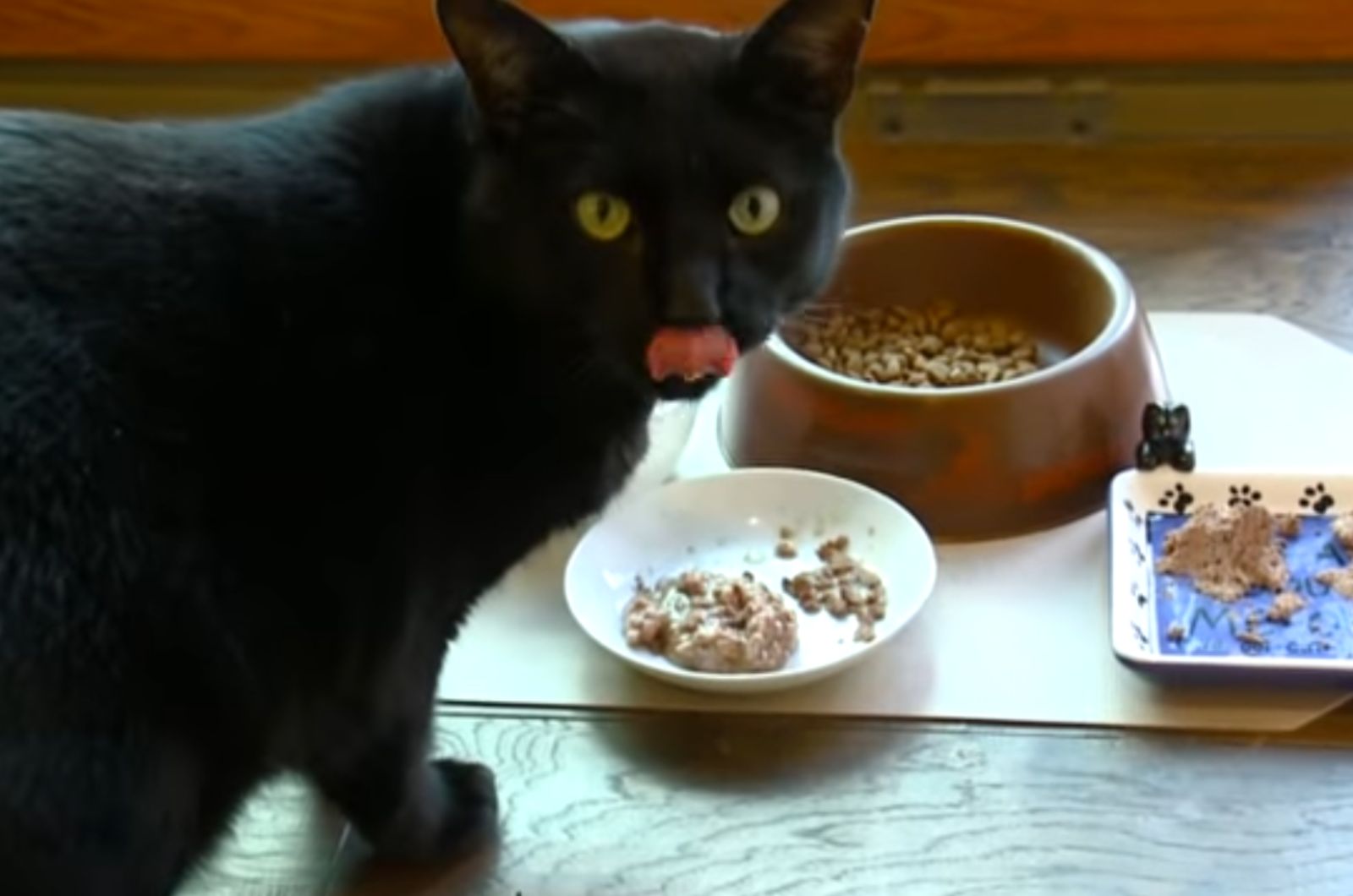 black senior cat eating food